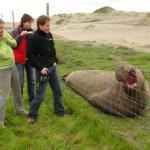 Ele, Dani e Pafio alle prese con un Elephant Seal